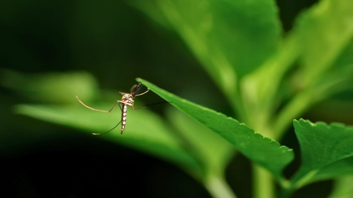 10 States Overrun by Mosquitoes: Where They're Worst - mosquito on a leaf resting ss2339237727