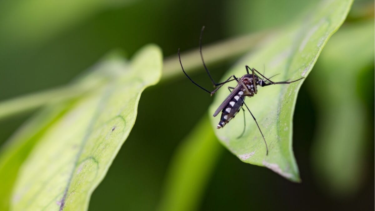 10 States Overrun by Mosquitoes: Where They're Worst - mosquito on a leaf ss644439586