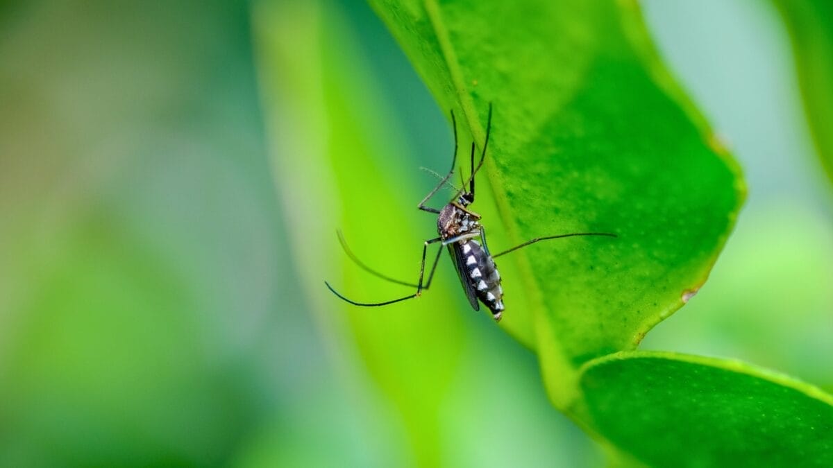 10 States Overrun by Mosquitoes: Where They're Worst - mosquito on a leaf ss665077390