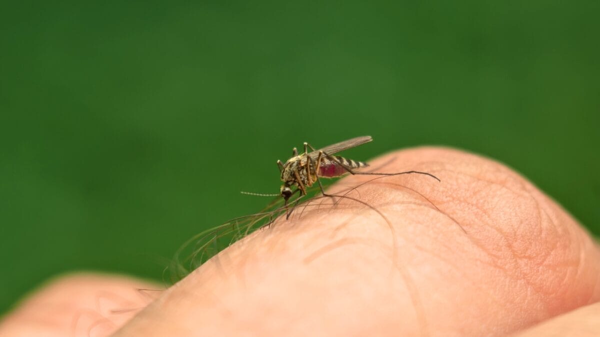 10 States Overrun by Mosquitoes: Where They're Worst - mosquito sucks blood from a finger ss2326442485
