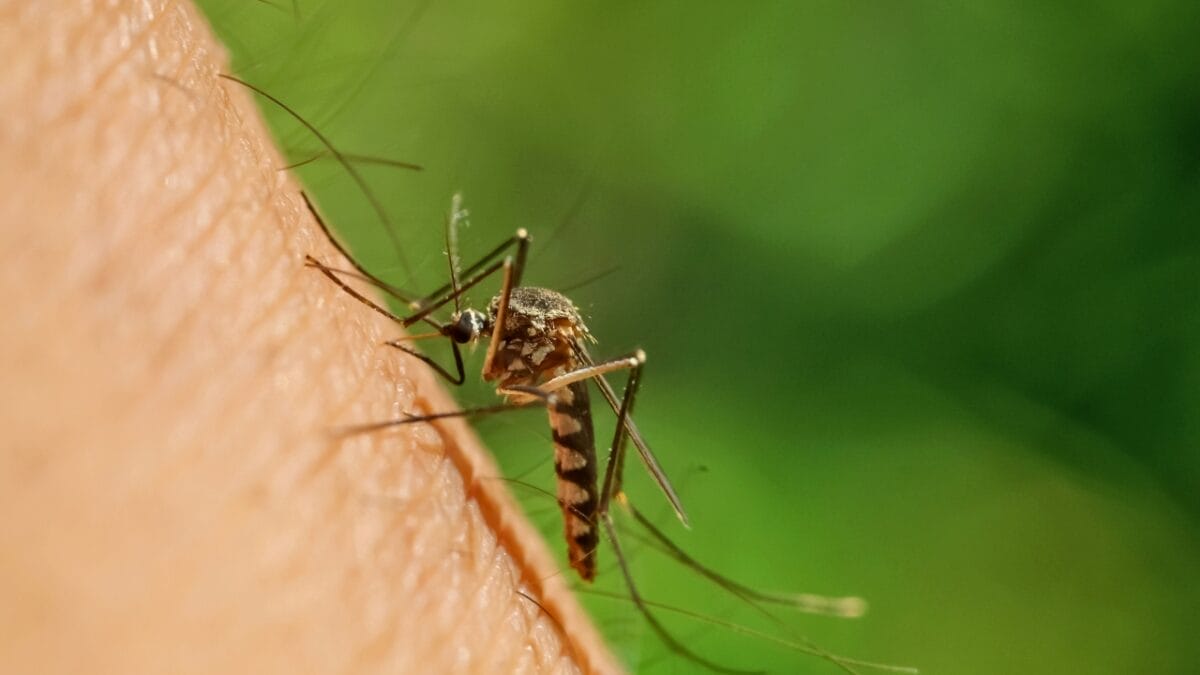 10 States Overrun by Mosquitoes: Where They're Worst - mosquito ss2288274469