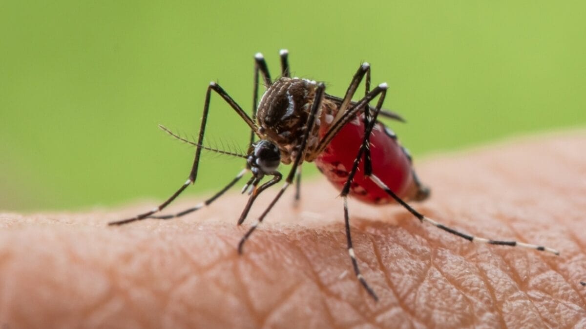 14 Dangerous Bugs You Should Eliminate on Sight - mosquitoes ss2217265955 978 430