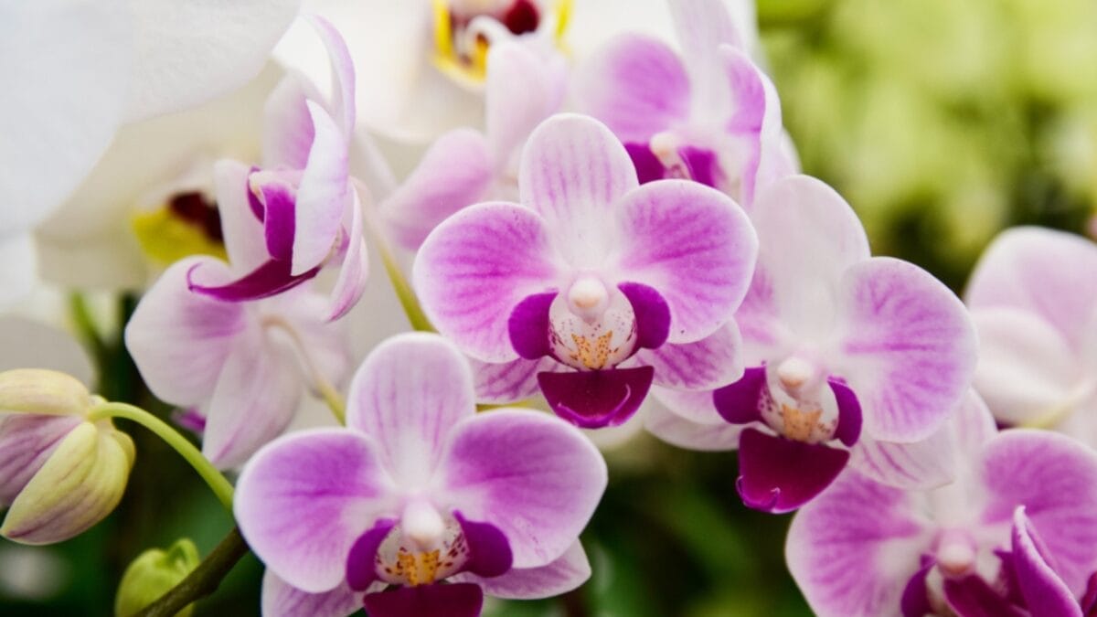 15 Bizarre Plants That Look Like They Belong in a Zoo 13 15 Bizarre Plants That Look Like They Belong in a Zoo - moth orchid ss1012571167