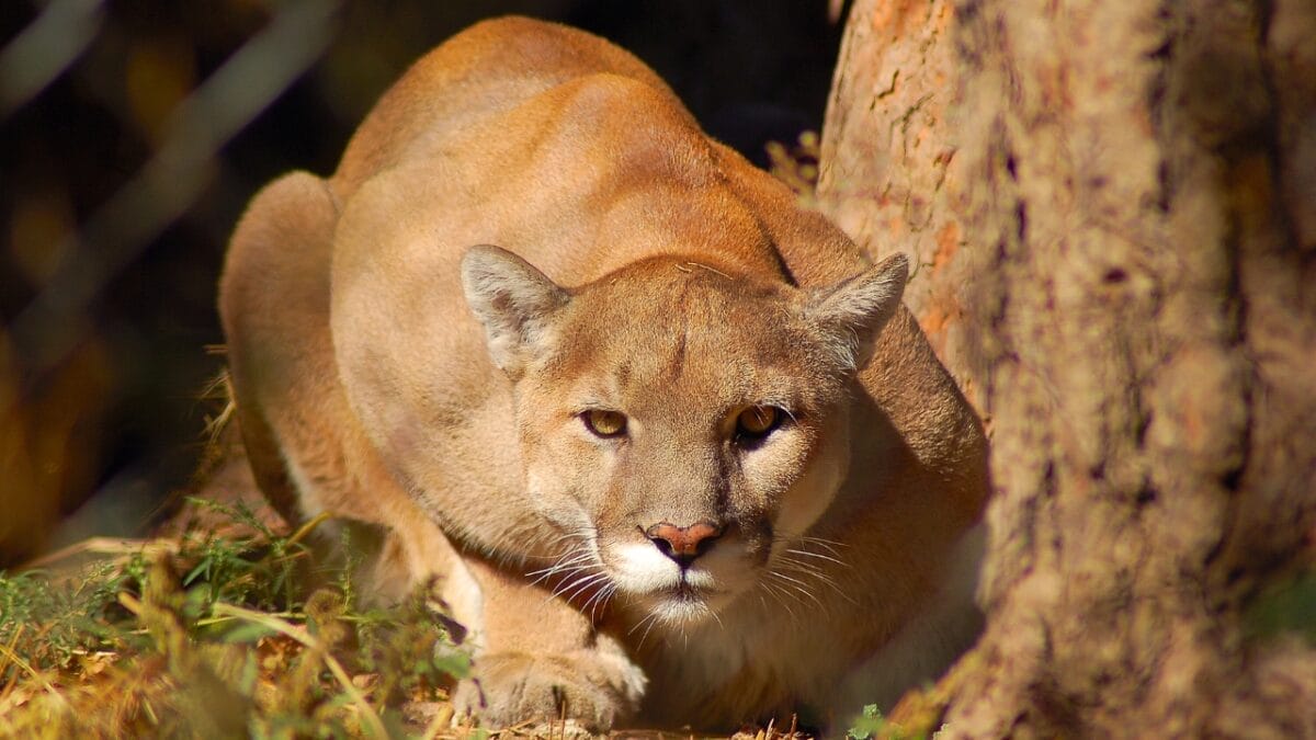 First Case of Fatal 'Staggering Disease' Found in Colorado Mountain Lion 2 First Case of Fatal 'Staggering Disease' Found in Colorado Mountain Lion - mountain lion crouching ss1574651917