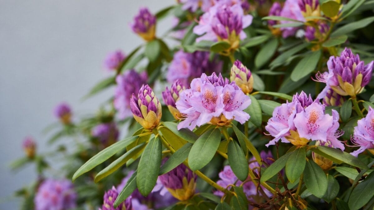 14 Native Plants: Transform Your Garden into a Hummingbird Haven 11 14 Native Plants: Transform Your Garden into a Hummingbird Haven - mountain rosebay ss2163858543