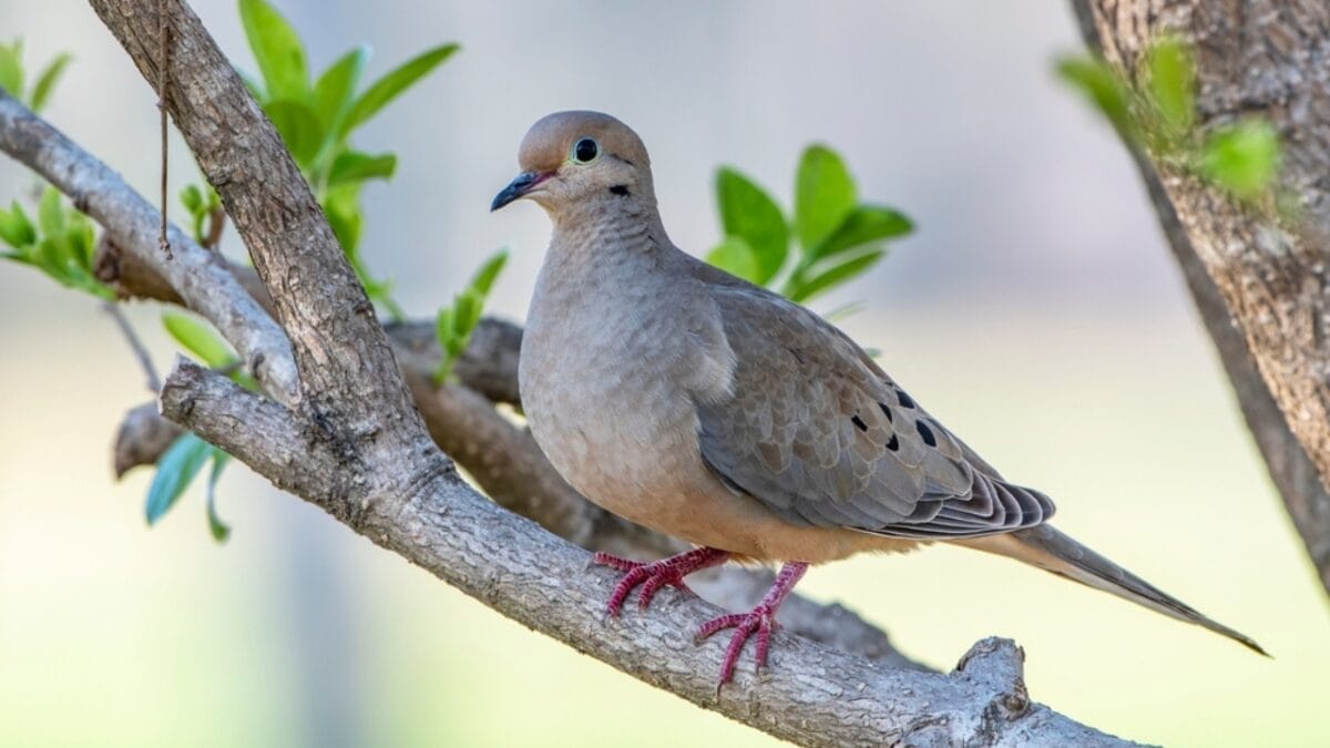 10 Feathered Messengers of the Bible - mourning dove ss2170886595