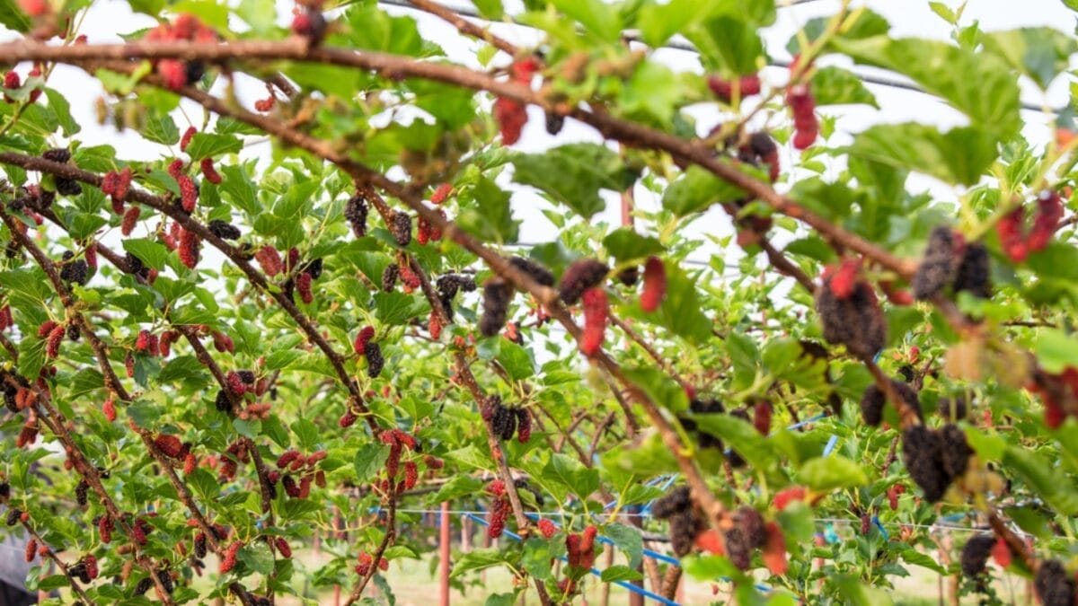 23 Flowering Plants & Herbs That Offer Food for Birds 14 23 Flowering Plants & Herbs That Offer Food for Birds - mulberry tree dp41244335