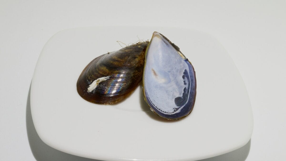 The Art of Imitation: 5 Common Materials That Borrow from Nature 6 The Art of Imitation: 5 Common Materials That Borrow from Nature - mussel inspired adhesive dp252744776