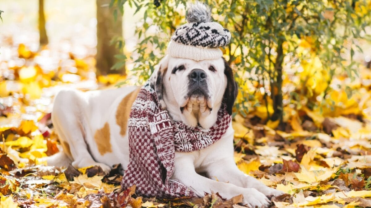 5 Iconic Saint Bernards from Pop Culture That Will Melt Your Heart 2 5 Iconic Saint Bernards from Pop Culture That Will Melt Your Heart - nana saint bernard ss1843341448