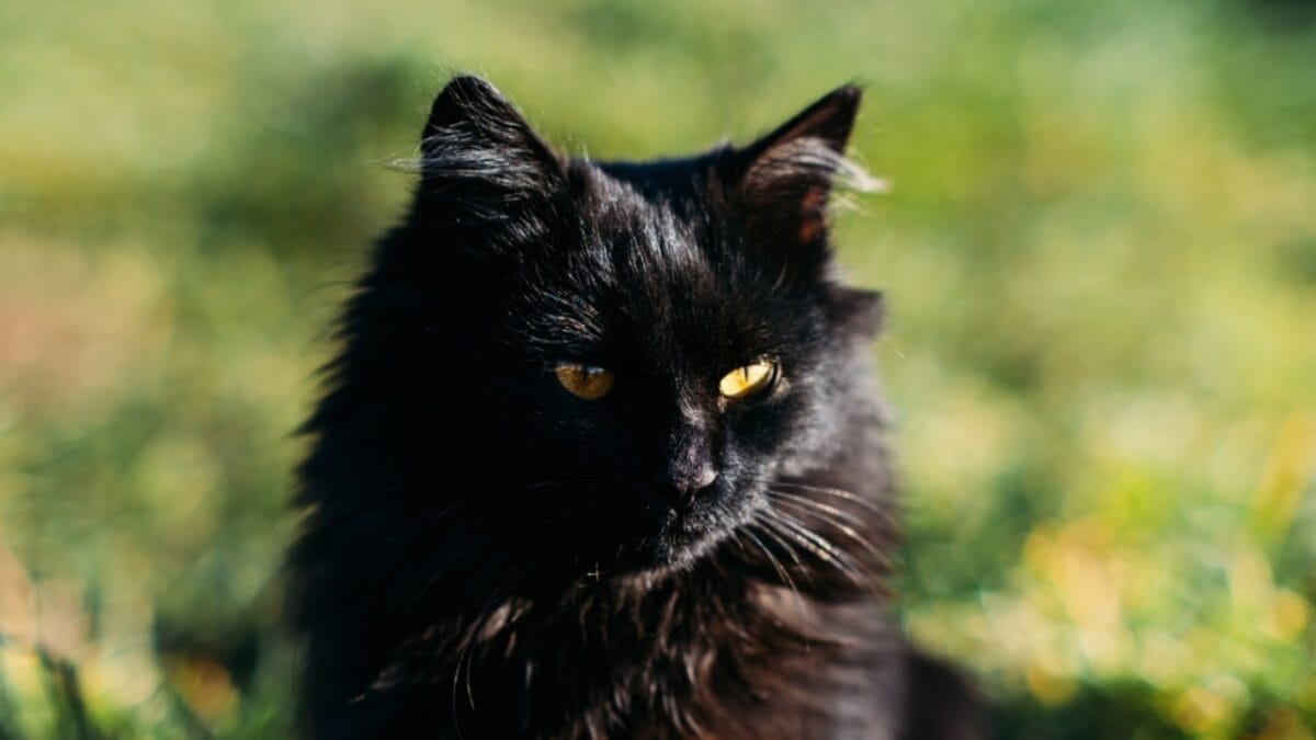 11 Fun Facts About Black Cats That Will Leave You Spellbound 11 11 Fun Facts About Black Cats That Will Leave You Spellbound - national black cat day ss2097025159