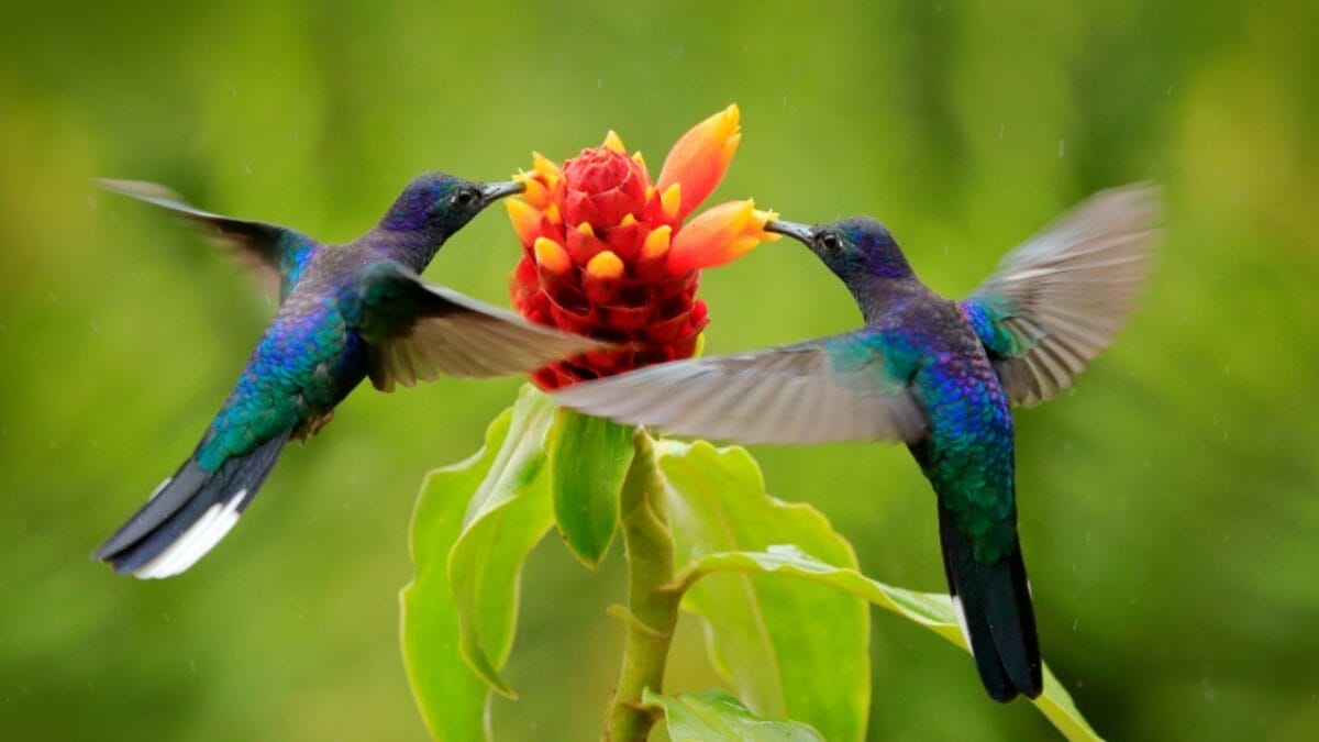 How Long Until Hummingbirds Find Your Feeder? 6 Factors - natural nectar ss1176281404