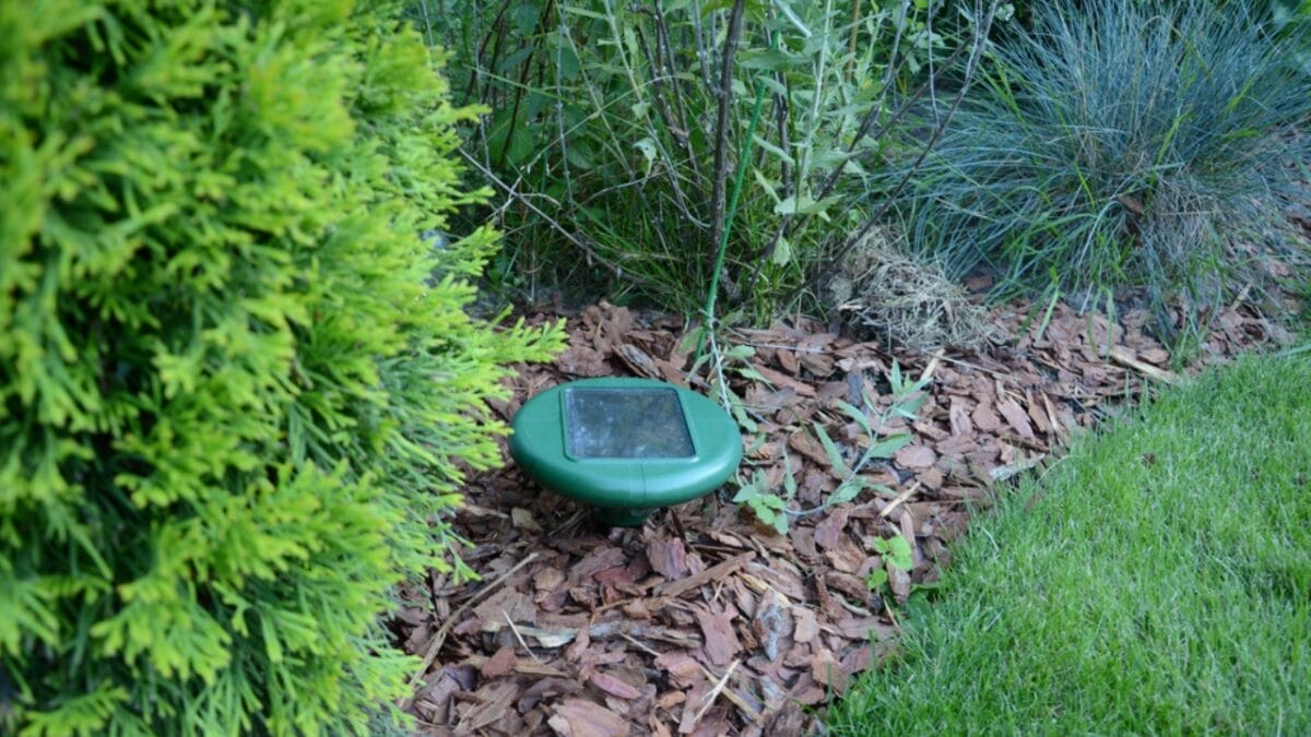 The Smart Homeowner's Mouseproofing Guide: Save Big with These 10 Steps 6 The Smart Homeowner's Mouseproofing Guide: Save Big with These 10 Steps - natural repellants for mouse ss1794650665