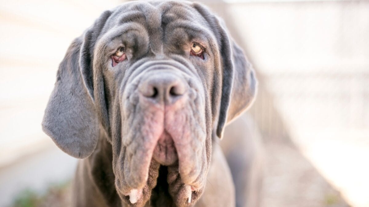 Drool, Snore, Adore: 10 Realities of Owning a Neapolitan Mastiff 9 Drool, Snore, Adore: 10 Realities of Owning a Neapolitan Mastiff - neapolitan mastiff dog face drool ss1010722855