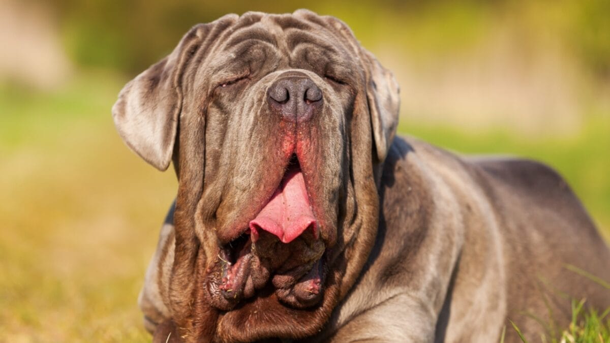 These Dog Breeds Have the Shortest Lifespans—One Breed Lives Just 5 Years - neapolitan mastiff dog face mouth ss640496068
