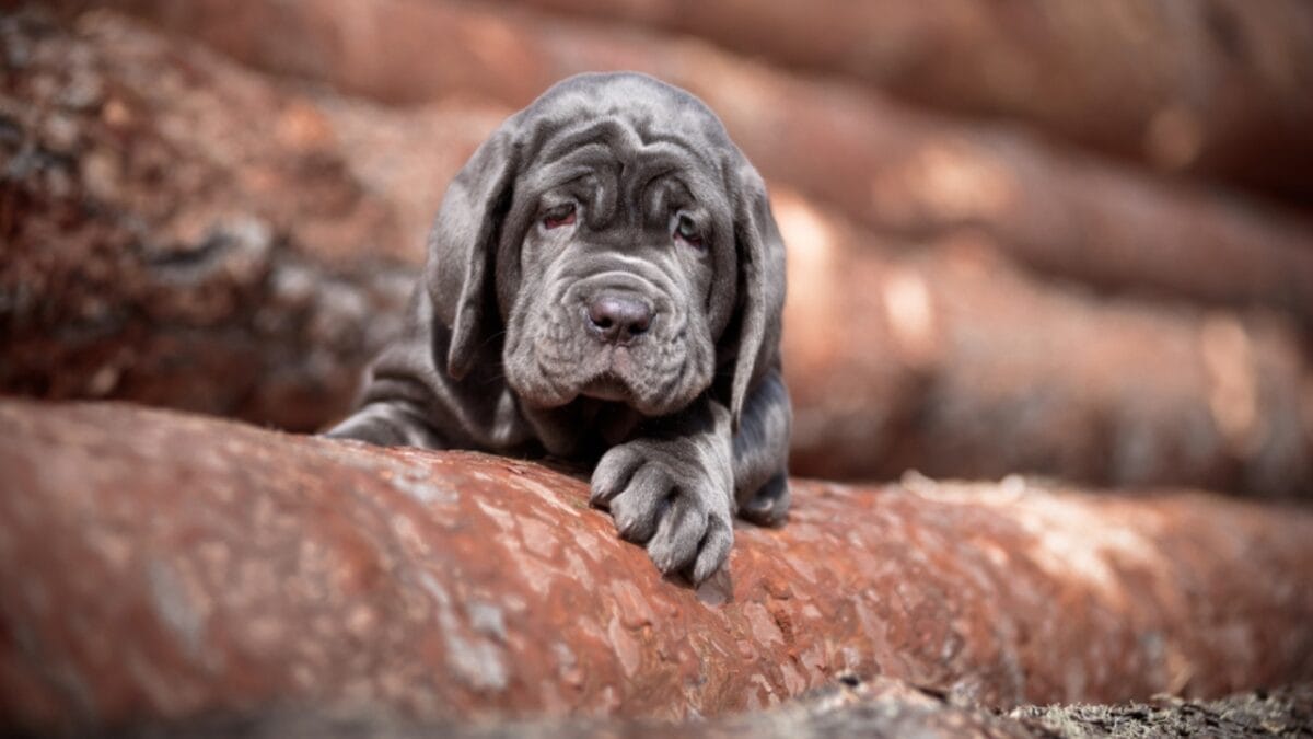 Drool, Snore, Adore: 10 Realities of Owning a Neapolitan Mastiff 5 Drool, Snore, Adore: 10 Realities of Owning a Neapolitan Mastiff - neapolitan mastiff dog puppy ss1079099237