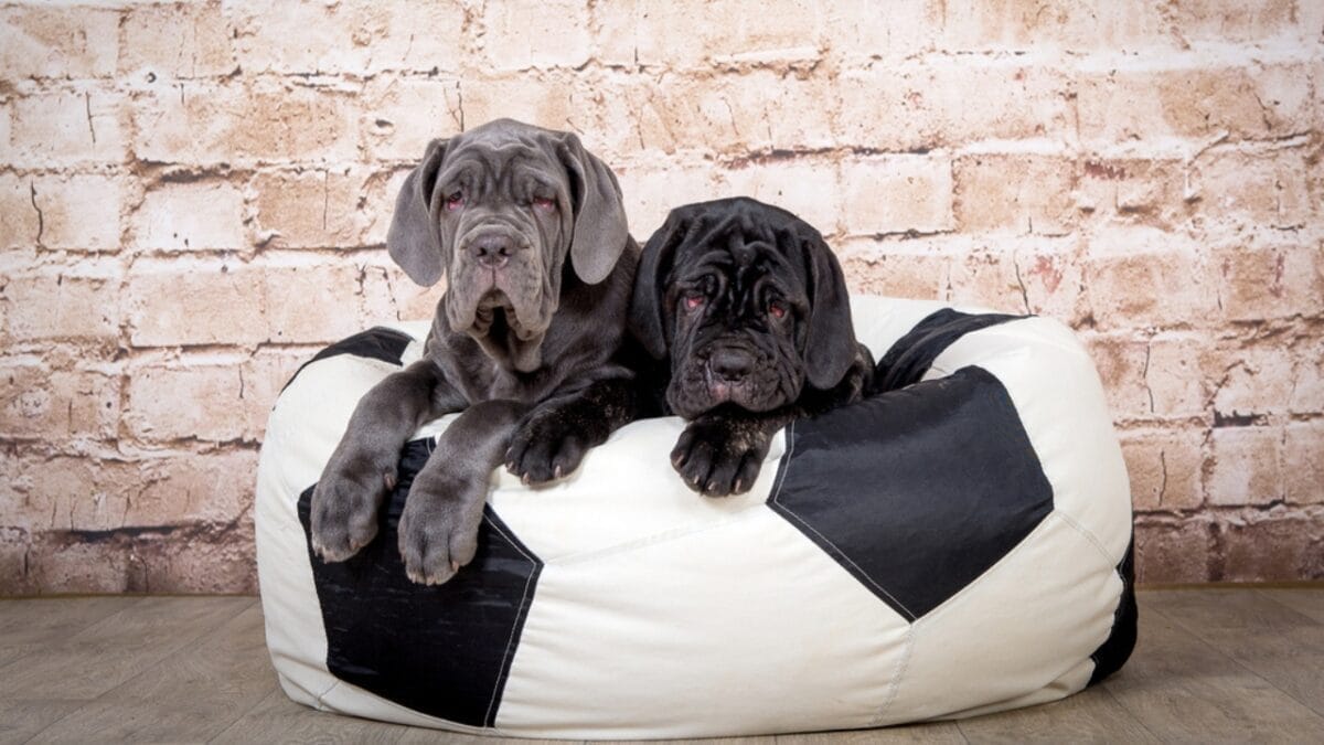 Drool, Snore, Adore: 10 Realities of Owning a Neapolitan Mastiff 11 Drool, Snore, Adore: 10 Realities of Owning a Neapolitan Mastiff - neapolitan mastiff dog sitting bed ss525089386
