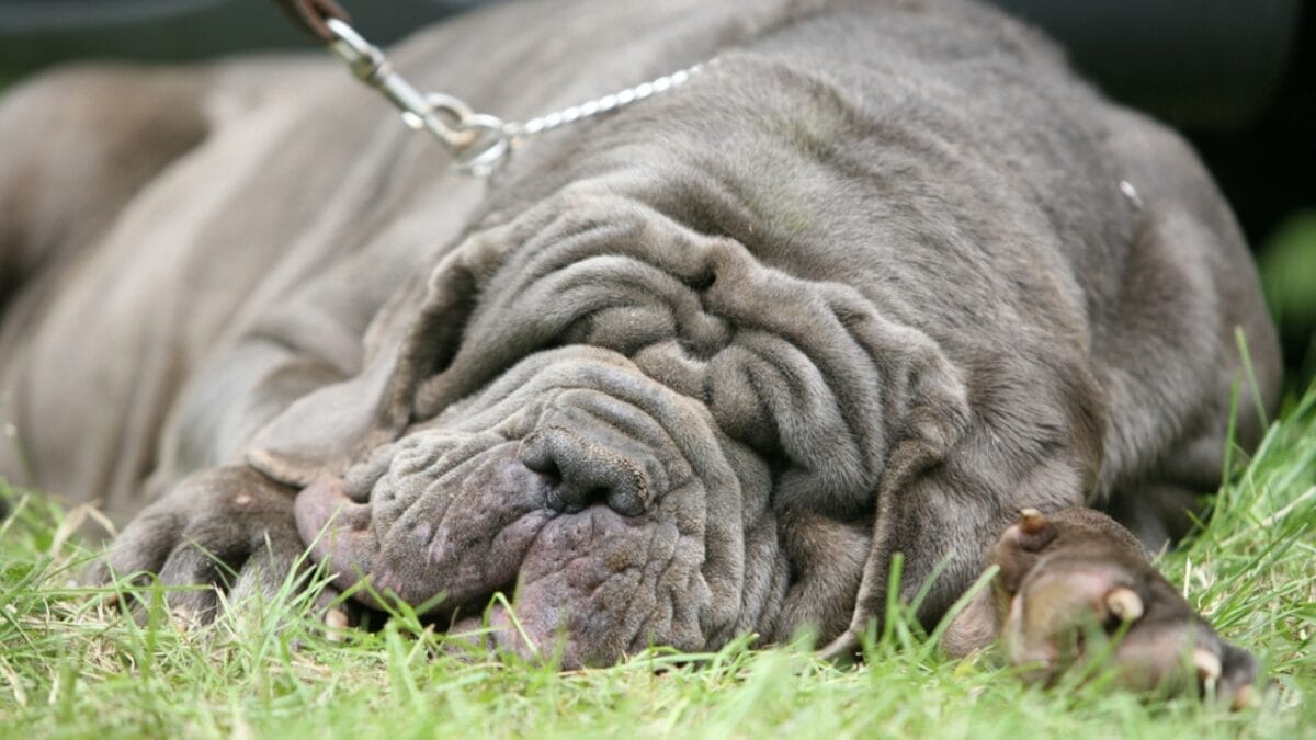 Drool, Snore, Adore: 10 Realities of Owning a Neapolitan Mastiff 3 Drool, Snore, Adore: 10 Realities of Owning a Neapolitan Mastiff - neapolitan mastiff dog sleeping leash ss53112514