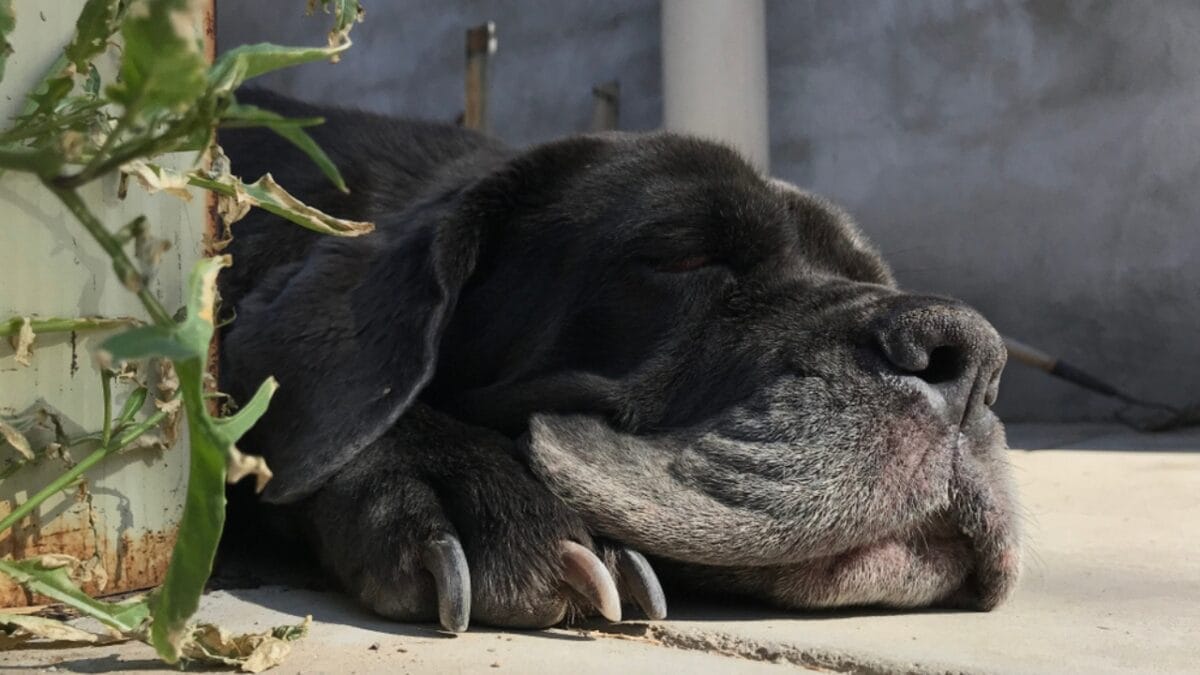 Drool, Snore, Adore: 10 Realities of Owning a Neapolitan Mastiff 6 Drool, Snore, Adore: 10 Realities of Owning a Neapolitan Mastiff - neapolitan mastiff dog sleeping ss1557189023