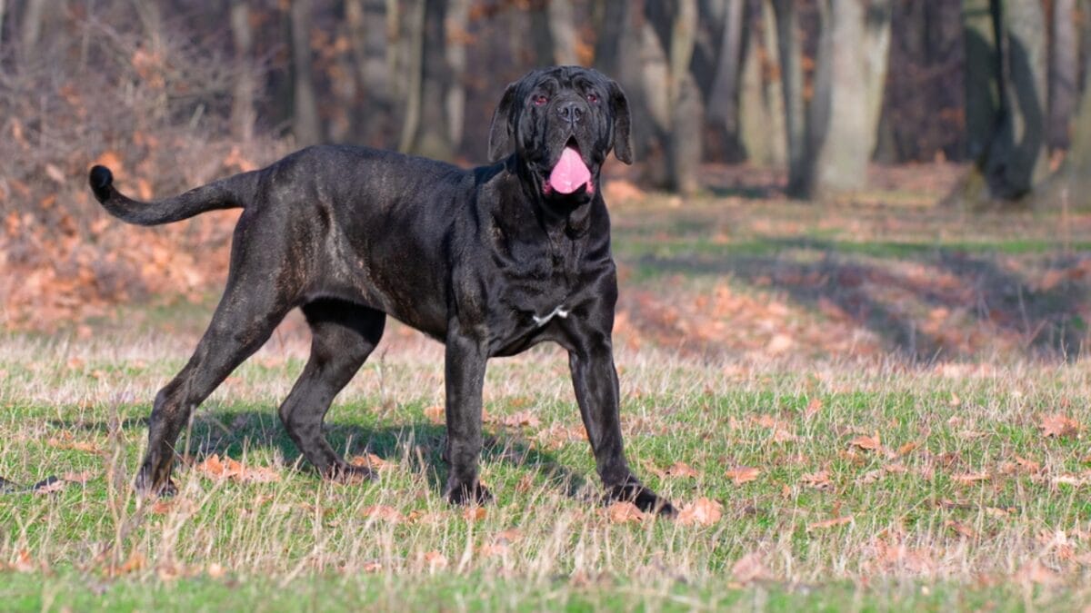 Drool, Snore, Adore: 10 Realities of Owning a Neapolitan Mastiff 7 Drool, Snore, Adore: 10 Realities of Owning a Neapolitan Mastiff - neapolitan mastiff dog standing black ss126113525