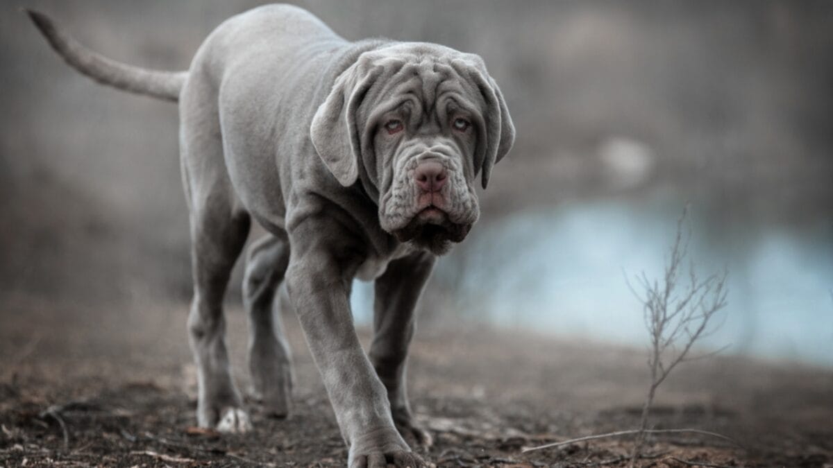16 Mastiff Breeds That Prove Big Dogs Have Bigger Hearts - neapolitan mastiff dog walking gray ss2460576537