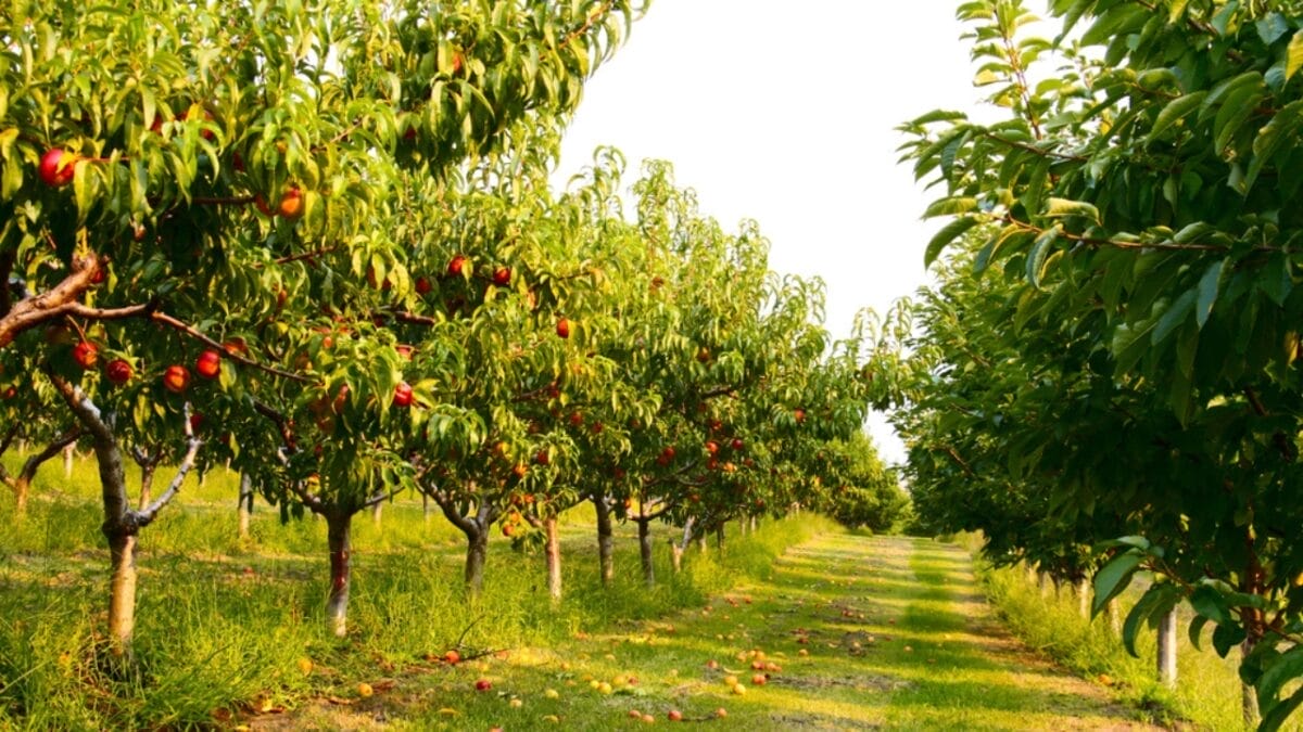 16 Fast Growing Fruit Trees for Impatient Gardeners 18 16 Fast Growing Fruit Trees for Impatient Gardeners - nectarine orchard dp11458352