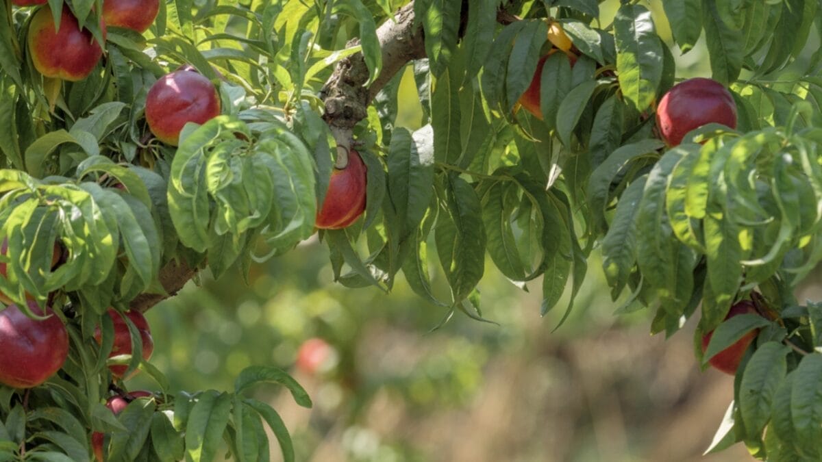 16 Fast Growing Fruit Trees for Impatient Gardeners 9 16 Fast Growing Fruit Trees for Impatient Gardeners - nectarine tree dp309685968