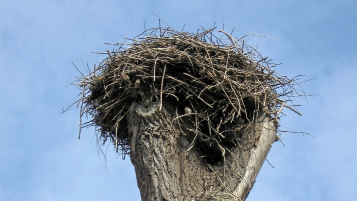 13 Lesser-Known Facts About the Great Eastern Bluebird 4 13 Lesser-Known Facts About the Great Eastern Bluebird - nest in snag tree dp2986344