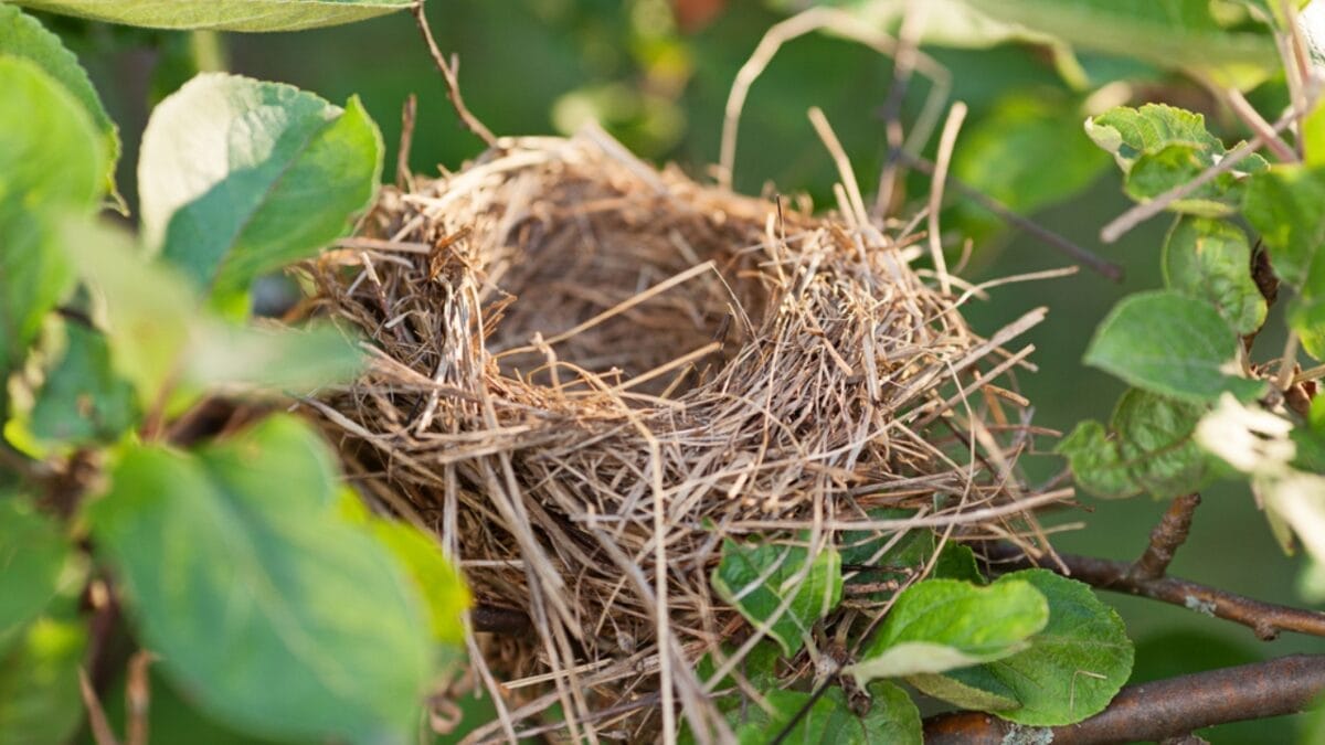 15 Talents of Mockingbirds - Nature's Cover Artists 16 15 Talents of Mockingbirds - Nature's Cover Artists - nest in tree dp100350208