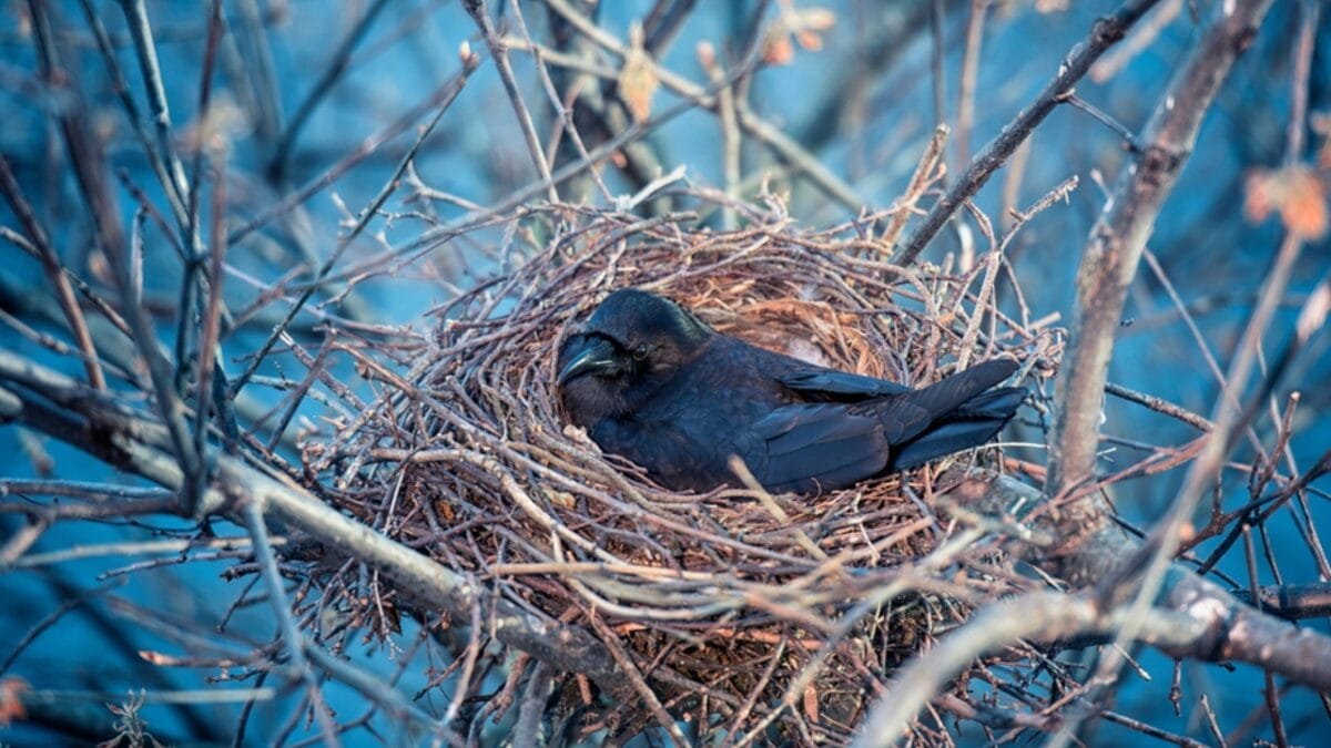 10 Ways to Tell Crows & Ravens Apart 11 10 Ways to Tell Crows & Ravens Apart - nesting ss2003431664