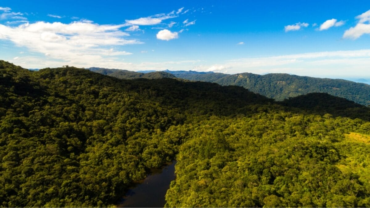 10 Things About the Dracula Parrot You Probably Didn’t Know 3 10 Things About the Dracula Parrot You Probably Didn’t Know - new guinea forest dp159890396