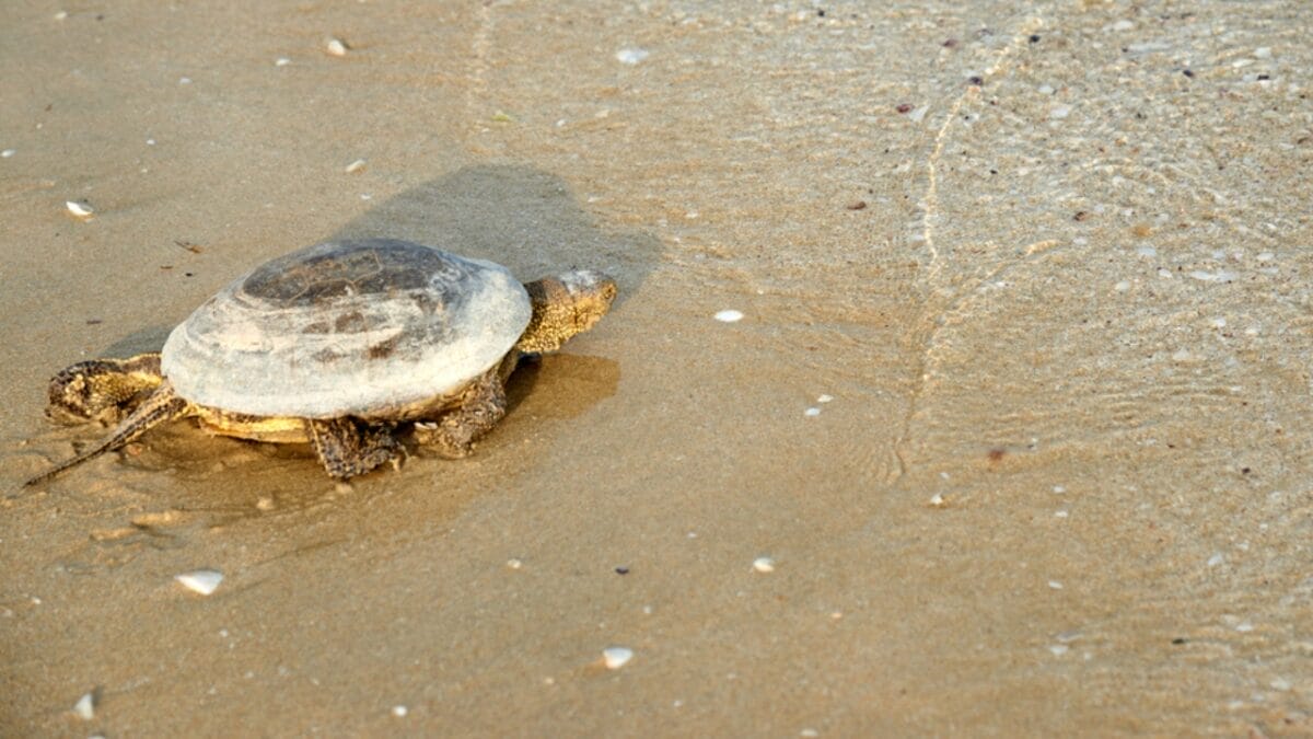 12 U.S. States Where Turtles Make Their Nests 9 12 U.S. States Where Turtles Make Their Nests - new jersey turtle dp169958628