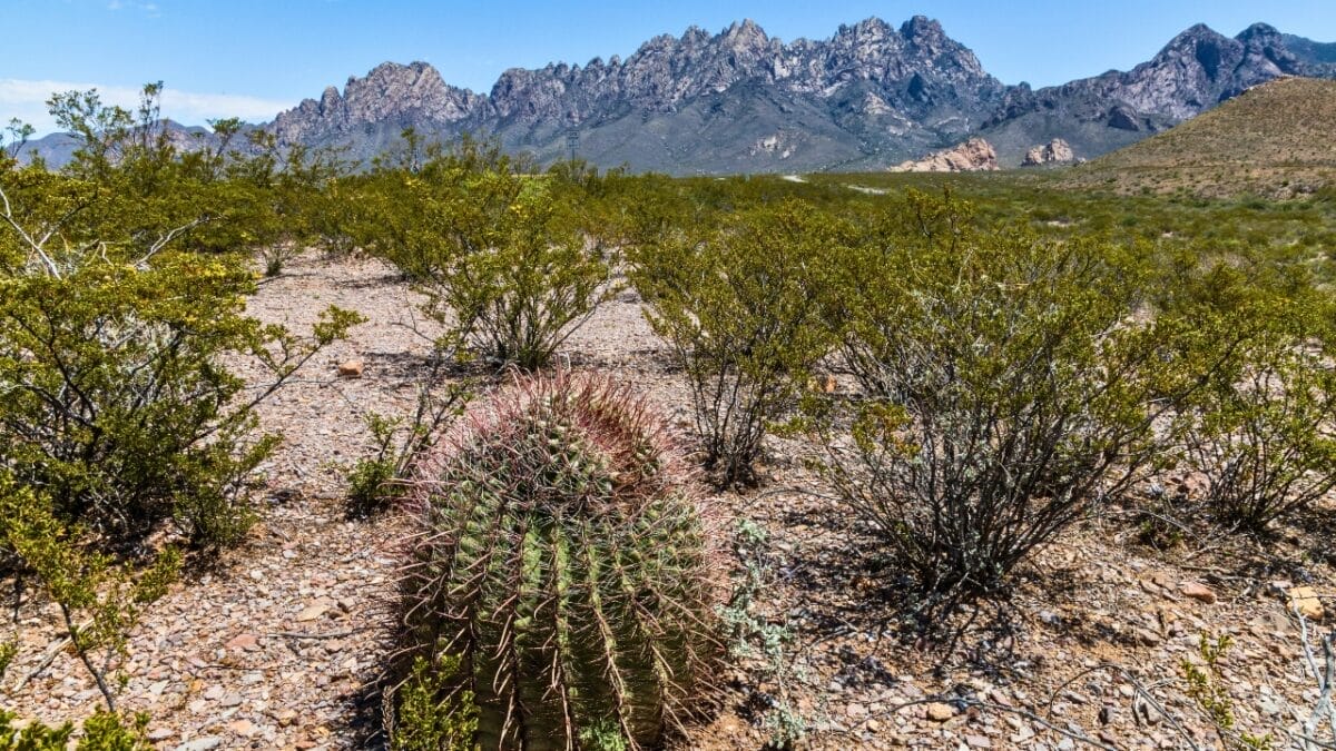14 States Where Mountain Lions Prowl 6 14 States Where Mountain Lions Prowl - new mexico desert ss2311436993