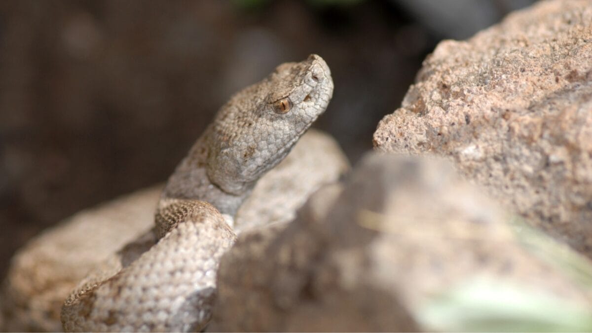 5 States Where Over 7,000 Venomous Snake Bites Happen Every Year - new mexico ss1025634682