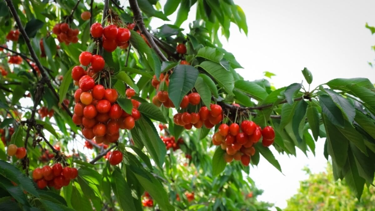 The Top 10 Cherry-Producing States in the U.S. 6 The Top 10 Cherry-Producing States in the U.S. - new york cherry ss2188768413