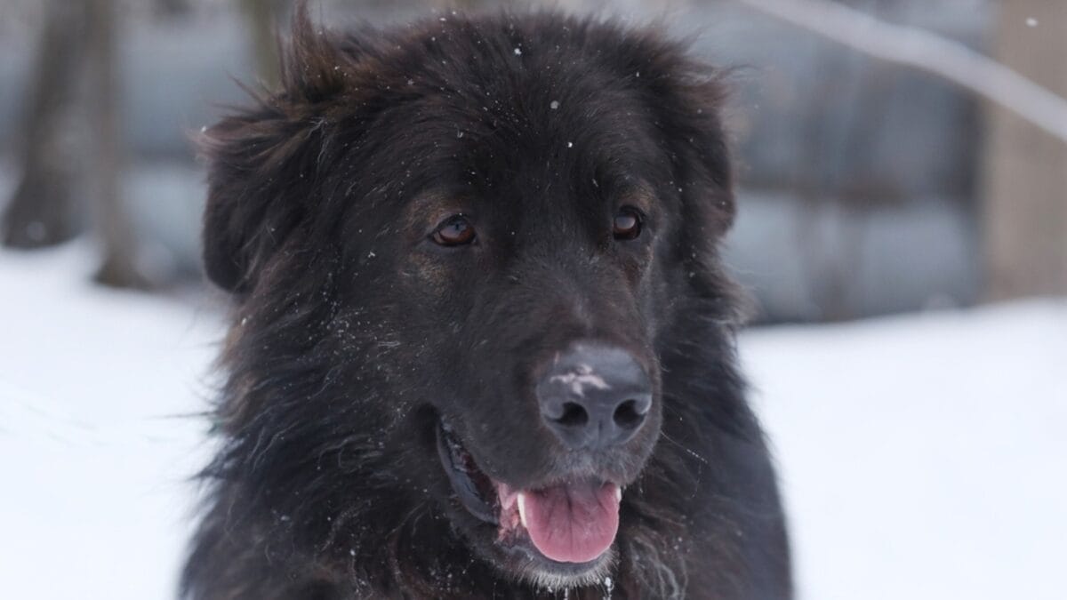 7 Biggest Myths About Newfoundland Dogs - Debunked 3 7 Biggest Myths About Newfoundland Dogs - Debunked - newfoundland aggressive dog ss2264823567