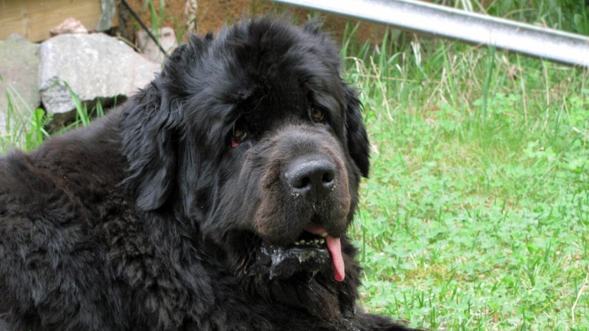 7 Biggest Myths About Newfoundland Dogs - Debunked 4 7 Biggest Myths About Newfoundland Dogs - Debunked - newfoundland dog drool ss1325616833