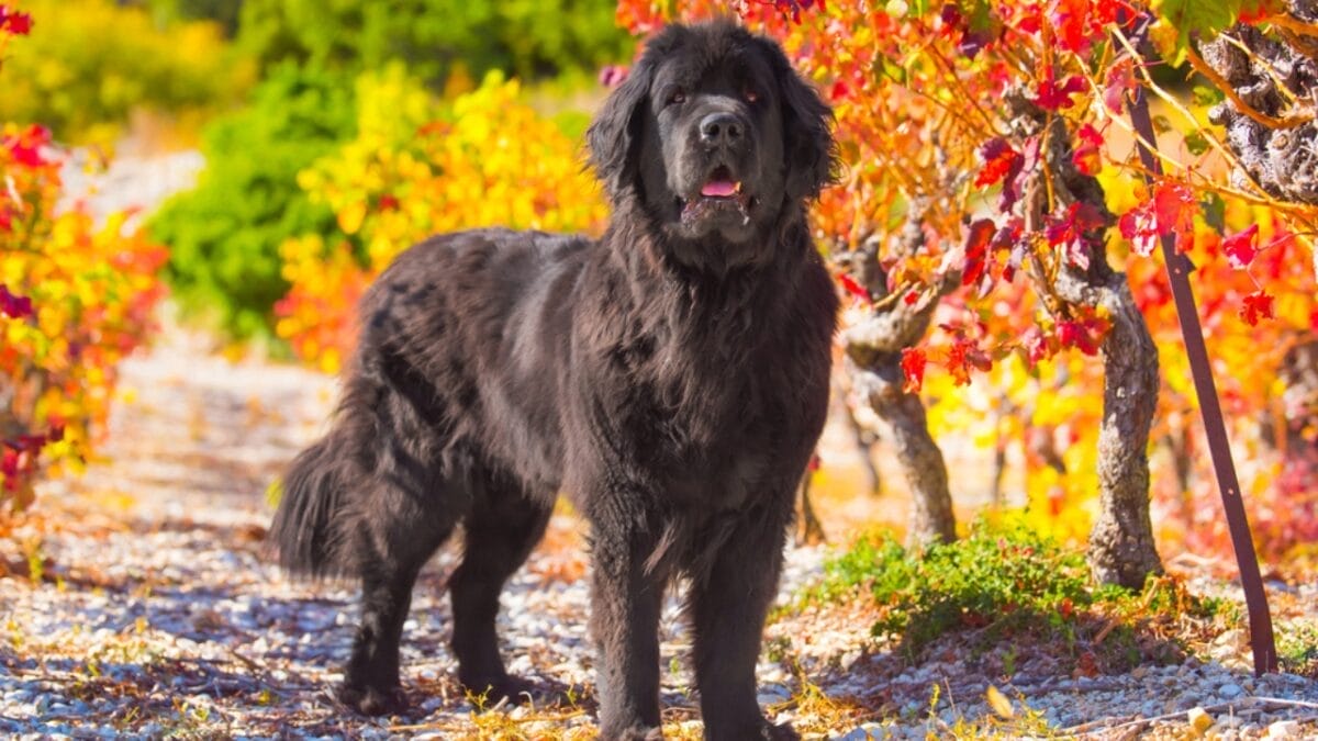 These Dog Breeds Have the Shortest Lifespans—One Breed Lives Just 5 Years - newfoundland dog in forest ss742209649