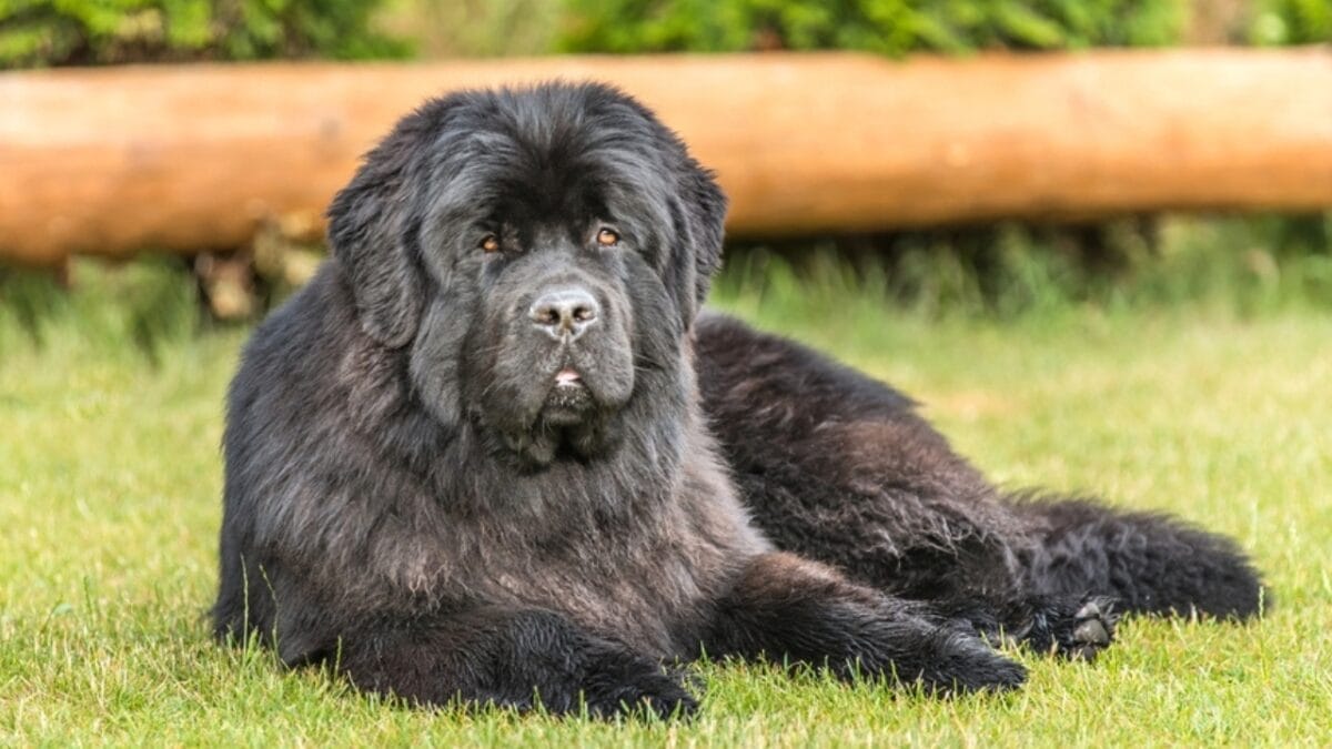 12 strange dog behaviors explained by science 4 12 strange dog behaviors explained by science - newfoundland dog laying ss2176462369