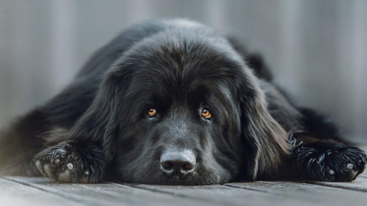18 Breeds That Love to Take Over Your Bed Every Night - newfoundland dog lazy ss1973674592