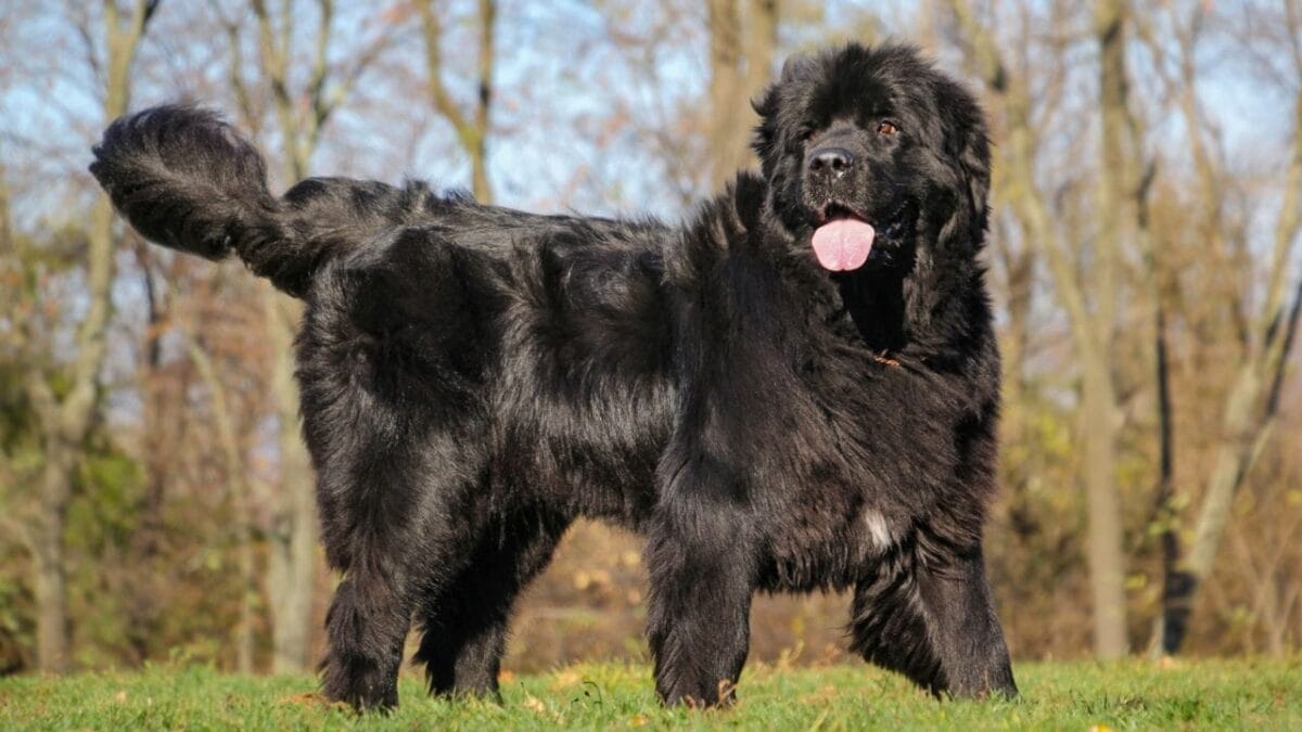 15 Dog Breeds Known for Their Fluffy, Cuddly Puppies - newfoundland dog ss2083469827