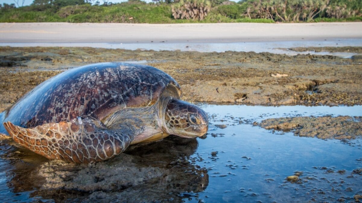 12 U.S. States Where Turtles Make Their Nests 5 12 U.S. States Where Turtles Make Their Nests - north carolina turtle dp201034592