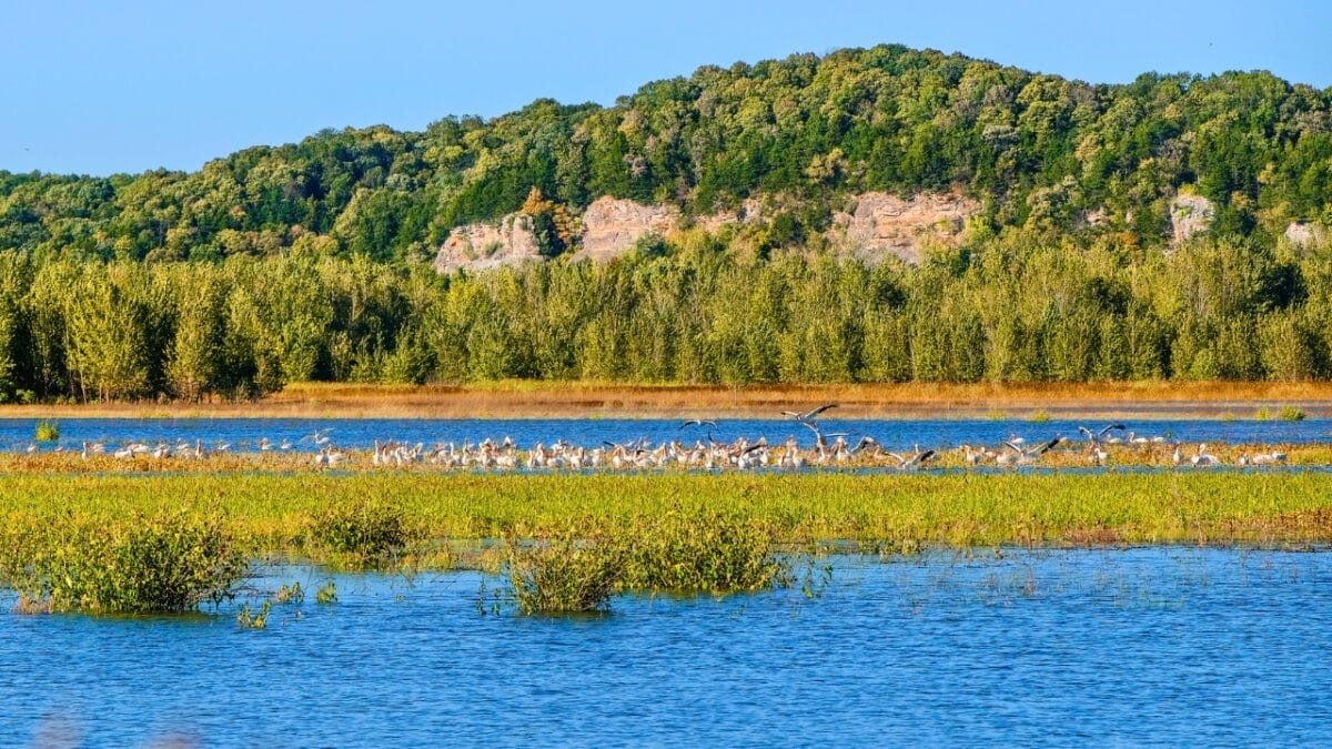 14 States Where Mountain Lions Prowl 15 14 States Where Mountain Lions Prowl - north dakota ss1532258576