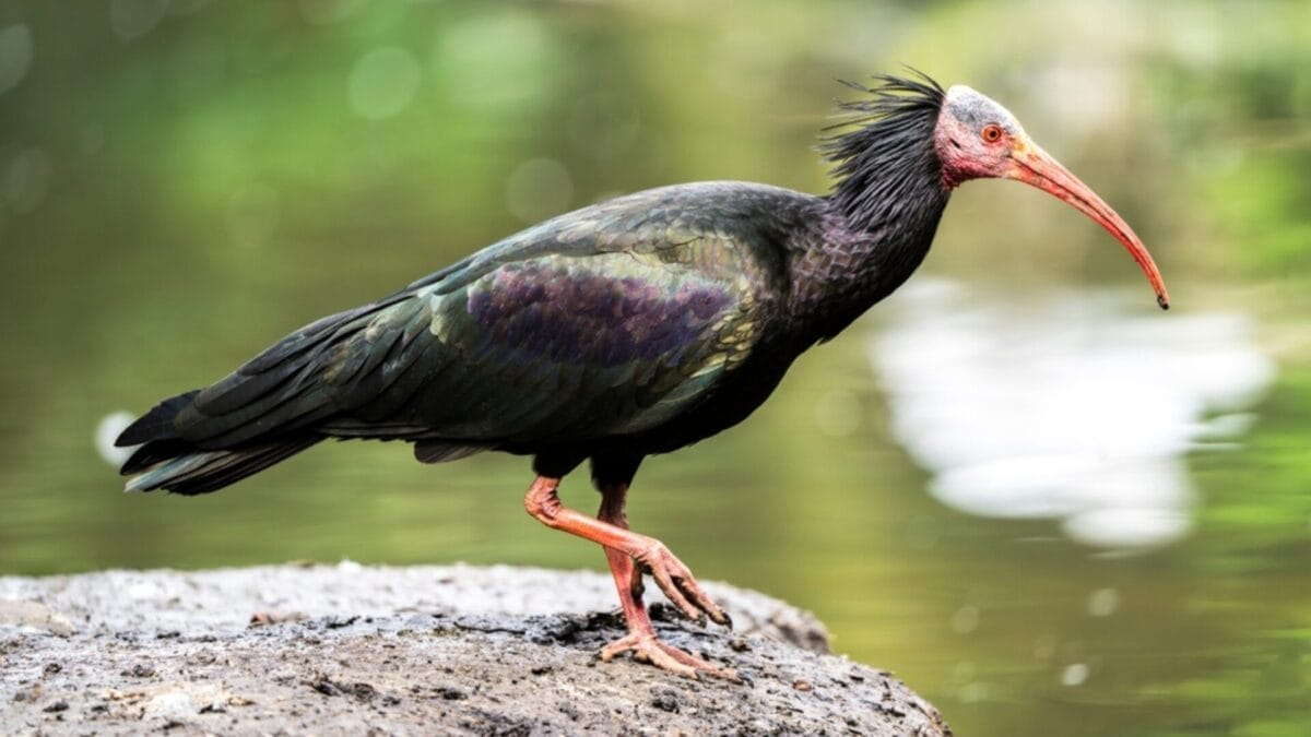 12 Unusual Birds with White Colored Heads & How to Tell Them Apart - northern bald ibis ss2459199737