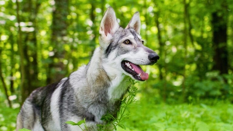 13 Wolf Dog Breeds Known for Their Wild Beauty 1 13 Wolf Dog Breeds Known for Their Wild Beauty - northern inuit dog on a forest ss684445744