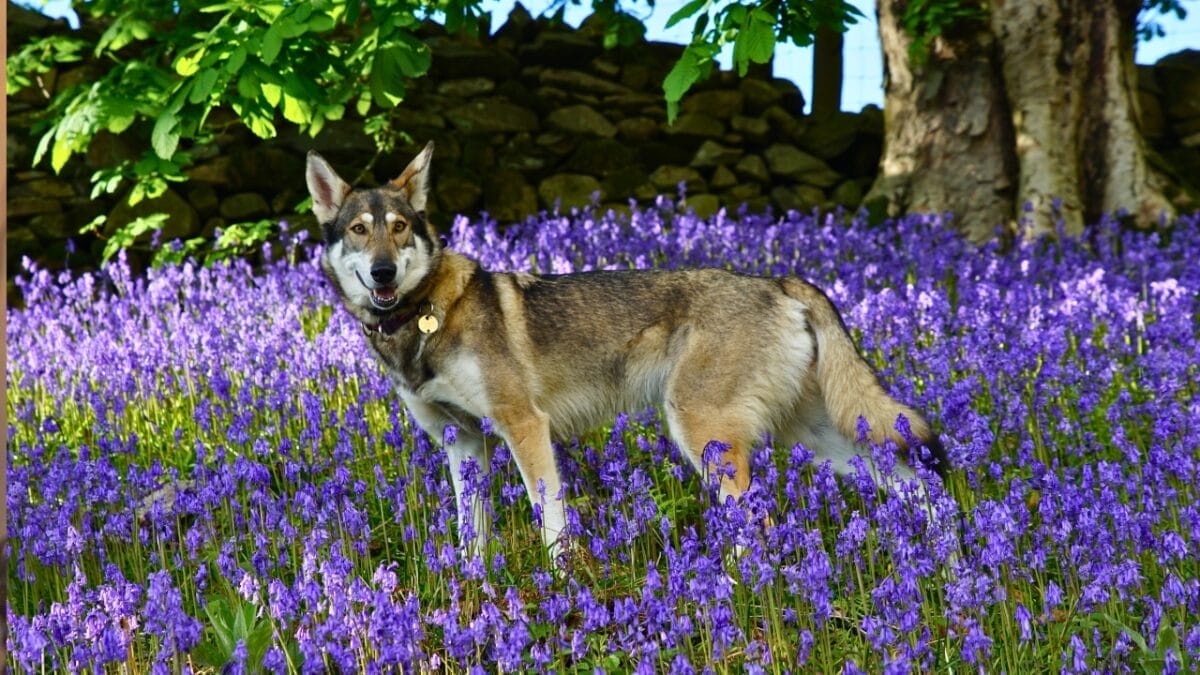 13 Wolf Dog Breeds Known for Their Wild Beauty - northern inuit dog ss2364838905