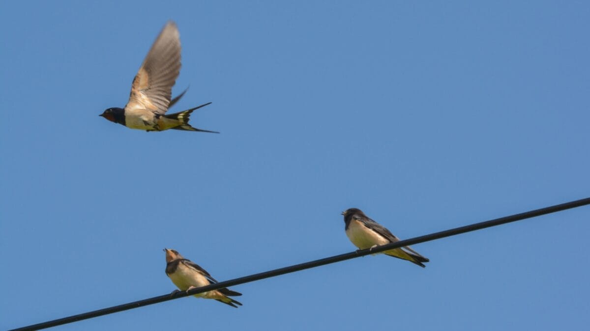 15 Talents of Mockingbirds - Nature's Cover Artists 11 15 Talents of Mockingbirds - Nature's Cover Artists - northern mockingbird bullies dp339147752