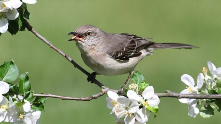 15 Talents of Mockingbirds - Nature's Cover Artists 6 15 Talents of Mockingbirds - Nature's Cover Artists - northern mockingbird dp17474089