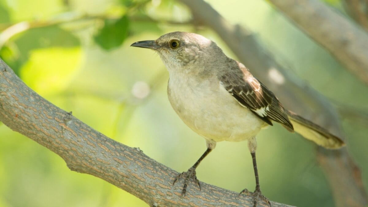 15 Talents of Mockingbirds - Nature's Cover Artists 9 15 Talents of Mockingbirds - Nature's Cover Artists - northern mockingbird in branch dp110542756