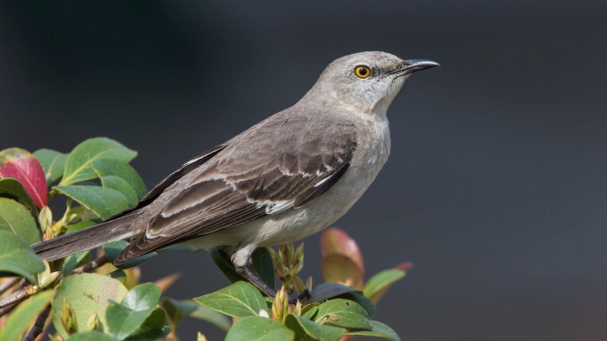 15 Talents of Mockingbirds - Nature's Cover Artists 7 15 Talents of Mockingbirds - Nature's Cover Artists - northern mockingbird in tree dp136579812