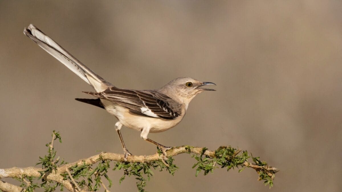 12 Stunning Gray Birds from Around the World 5 12 Stunning Gray Birds from Around the World - northern mockingbird ss2104647446 1